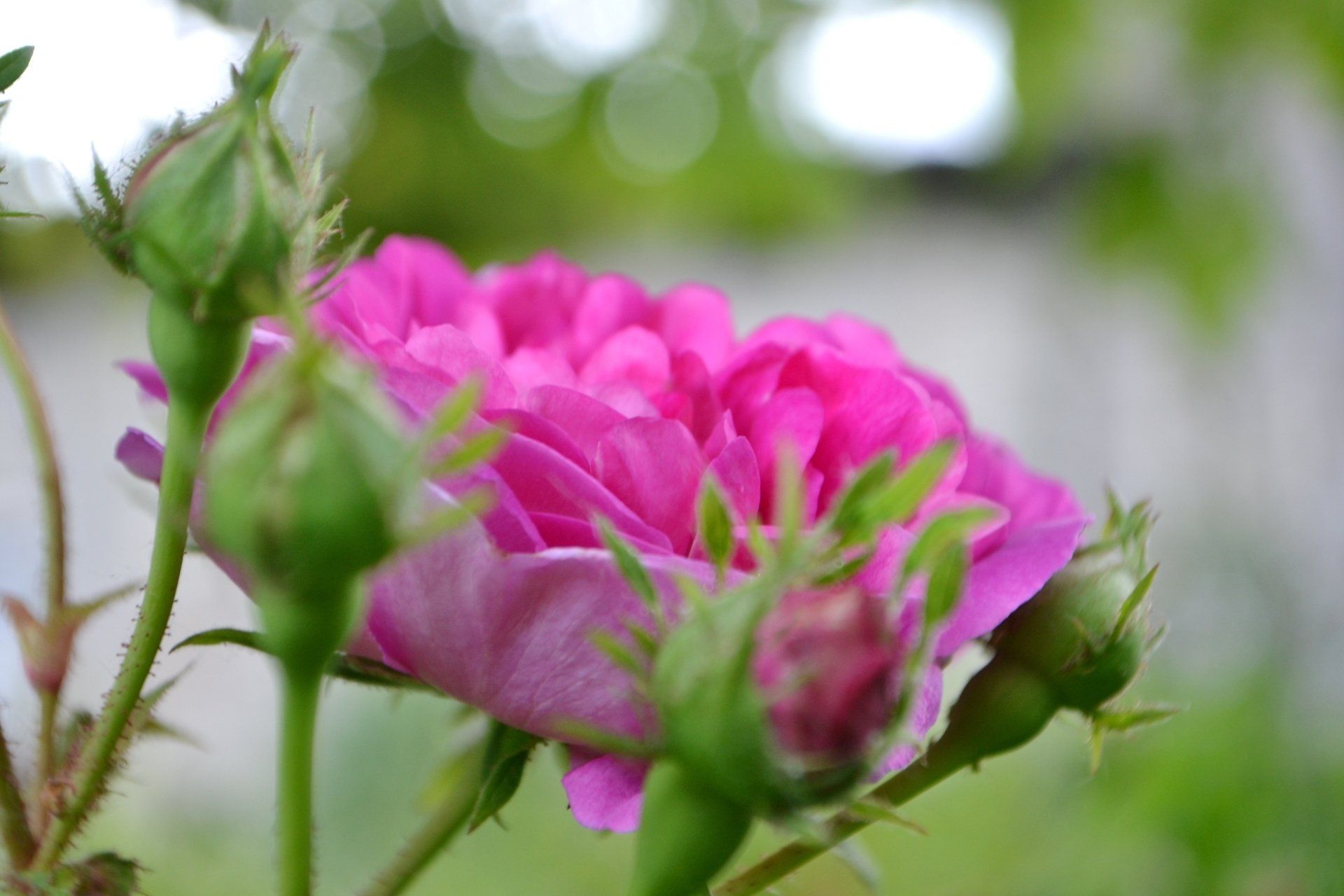 pianta di rosa damascena fiorita