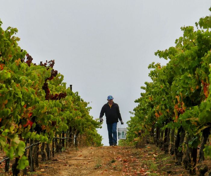 Winemaker John Gibson walks through the vineyard