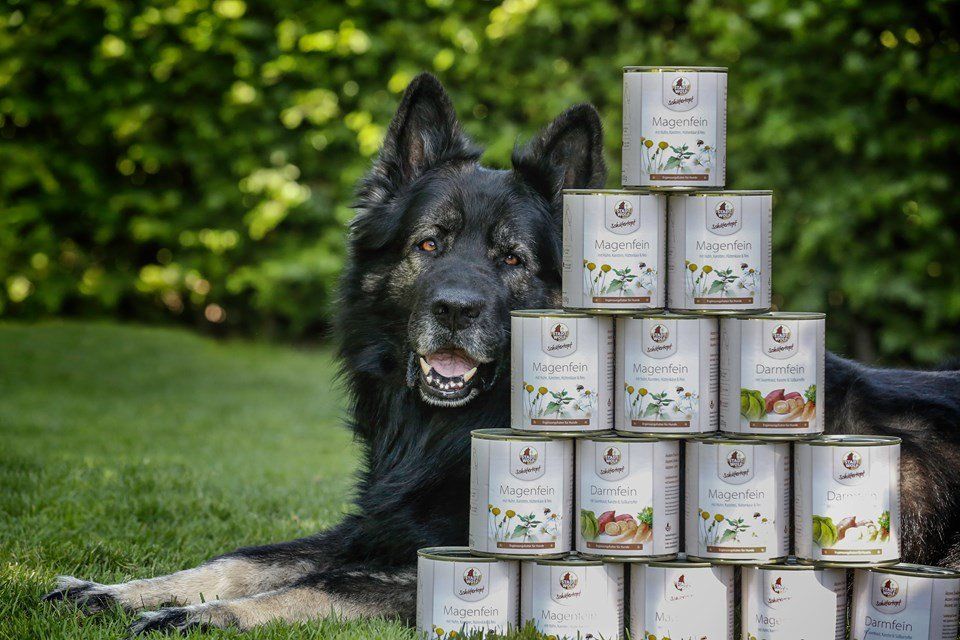 Schäferhunde Hundecenter Jessat Stadtwolf