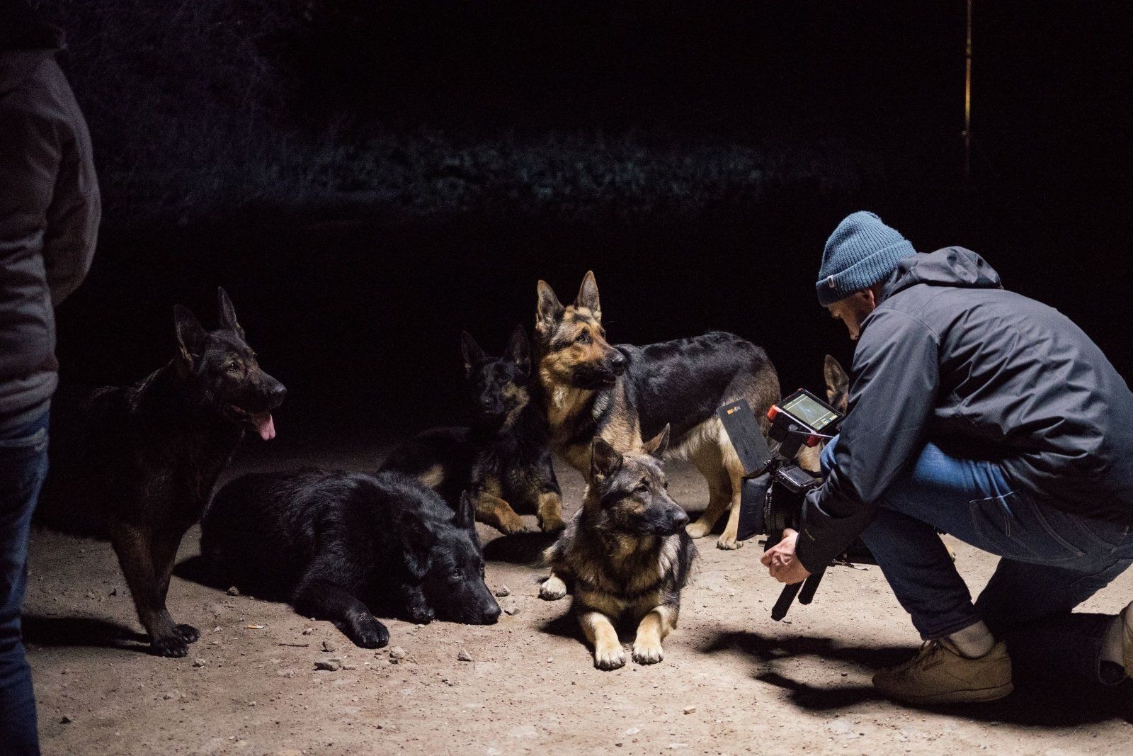 Schäferhunde aus DDR-Zucht vor der Kamera