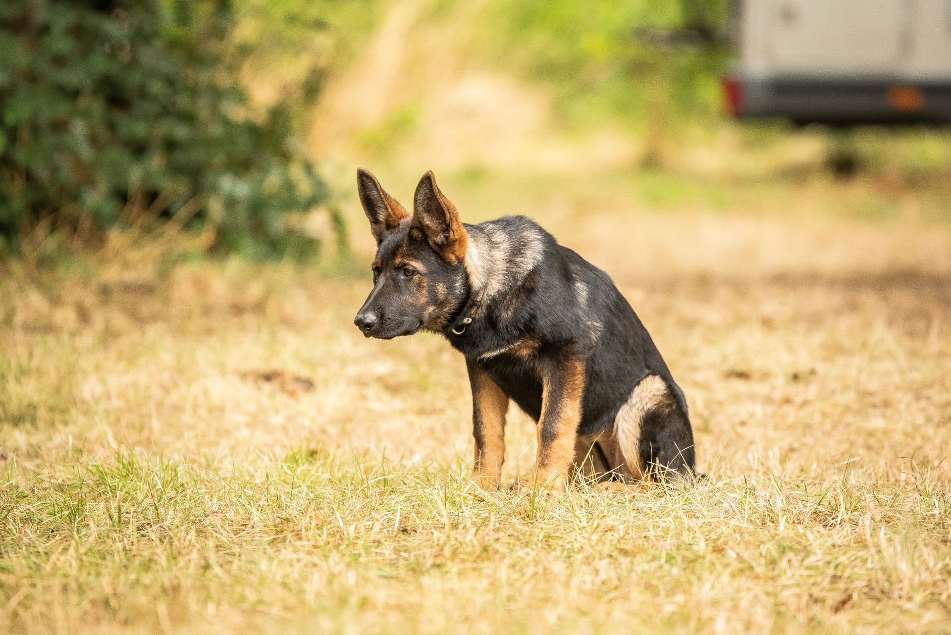 DDR-Schäferhunde vom Altenburger Land beim Spaziergang