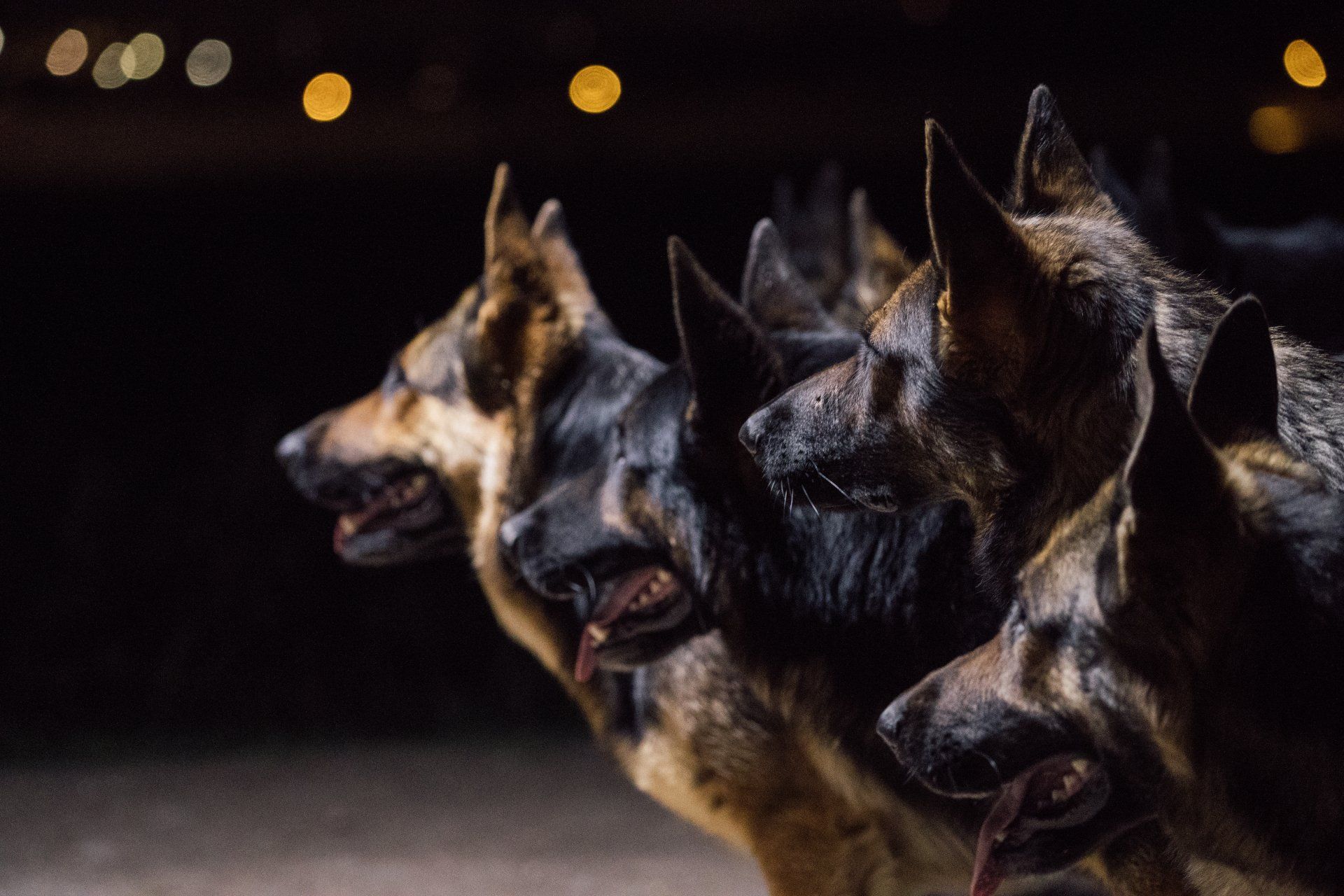 Schwarz-braune Schäferhunde nachts im Profil.