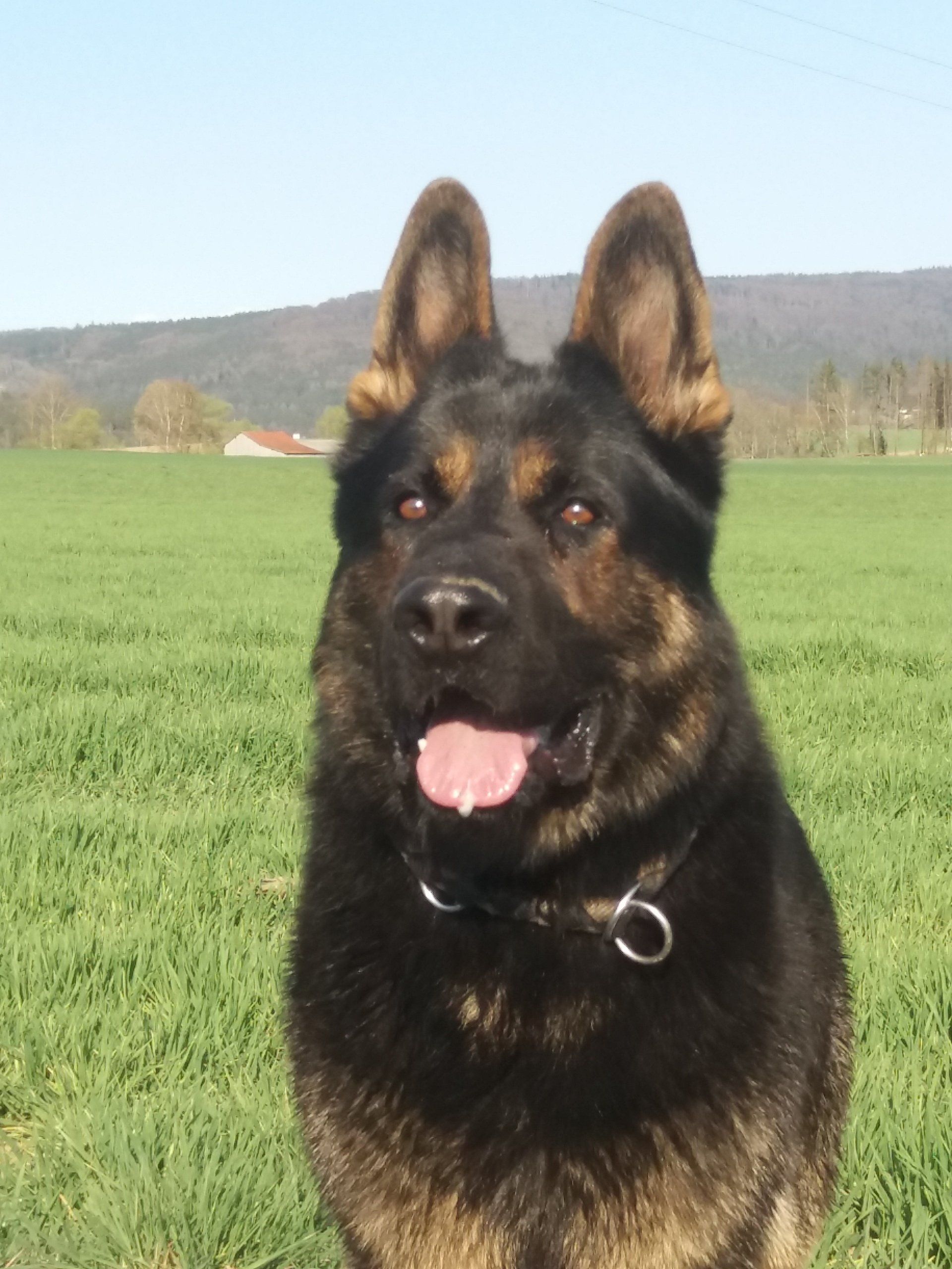 Schwarz-gelber Schäferhund im Profil mit kleinen, engen Ohren.