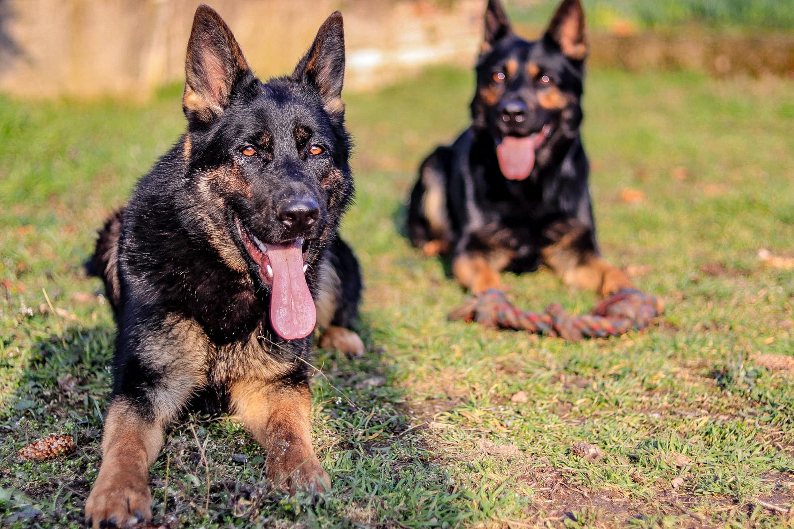 Zwei schwarz-braune Schäferhunde im