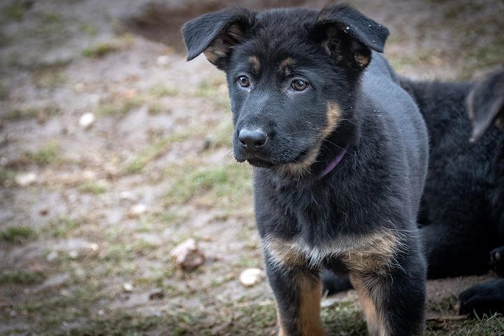 Schäferhund-Welpe in schwarz-gelber Farbe mit Knickohren