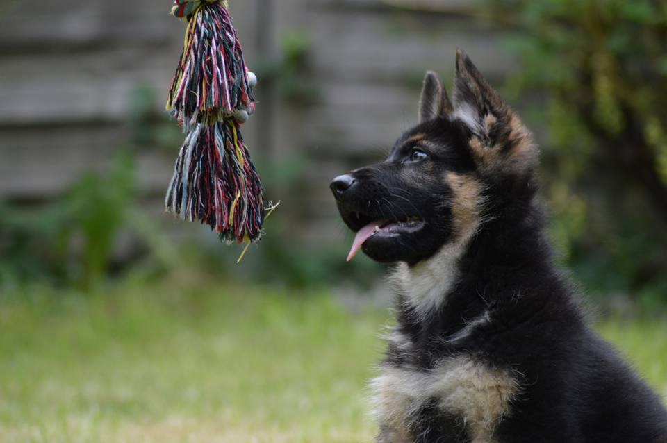 schwarz-brauner Schäferhund-Welpe mit Seil