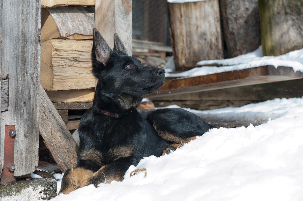 Schäferhund-Junghündin in schwarz-braun mit ca. 7 Monaten im Schnee