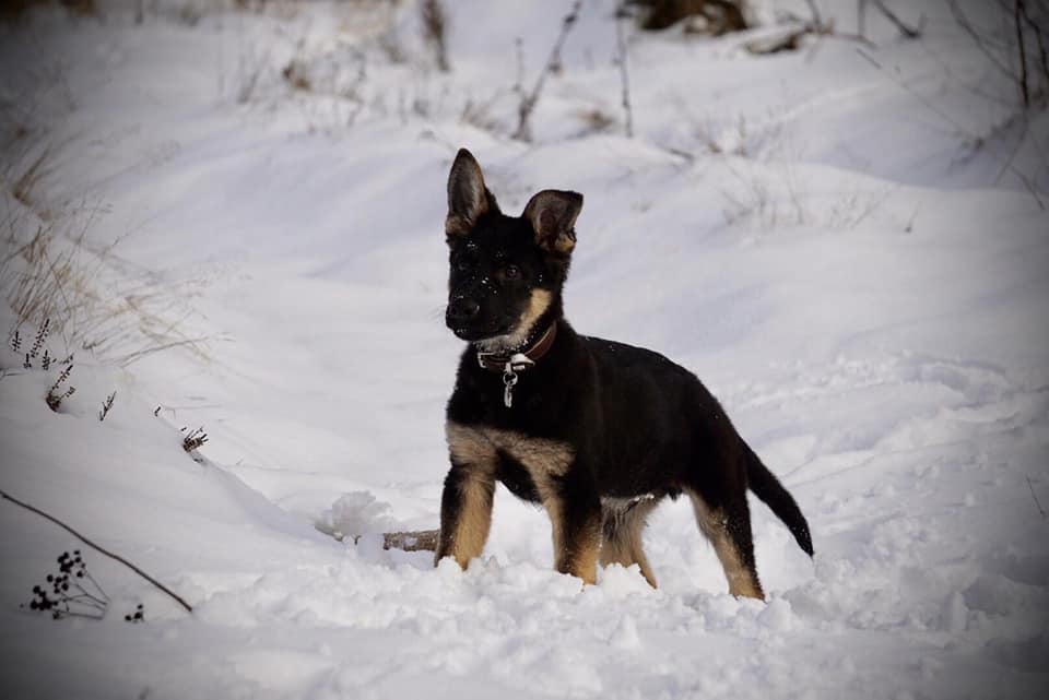 schwarz-brauner Schäferhund-Welpe beim spielen im Schnee