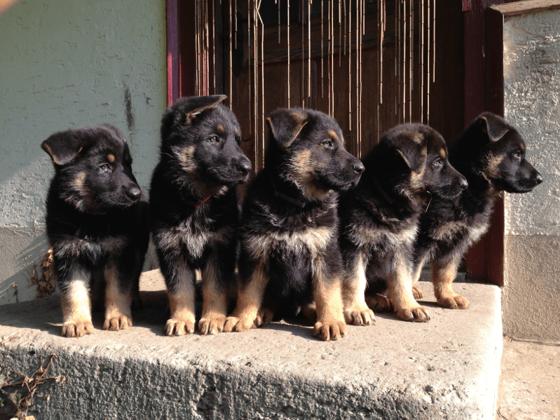 Bild: mehrere Schäferhund-Welpen in schwarz-gelb