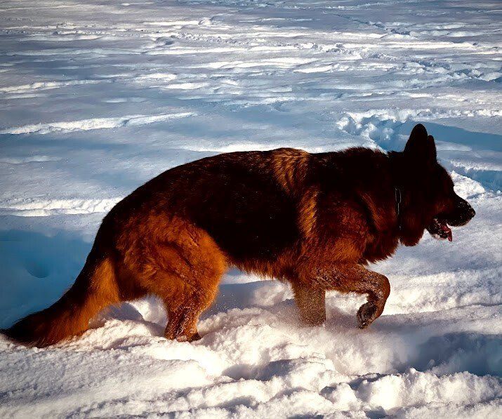 Ein Schäferhund aus der Hochzucht