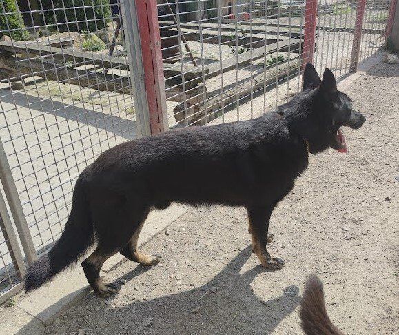 Ein Schäferhund aus Leistungslinie mit einem geraderm Rücken