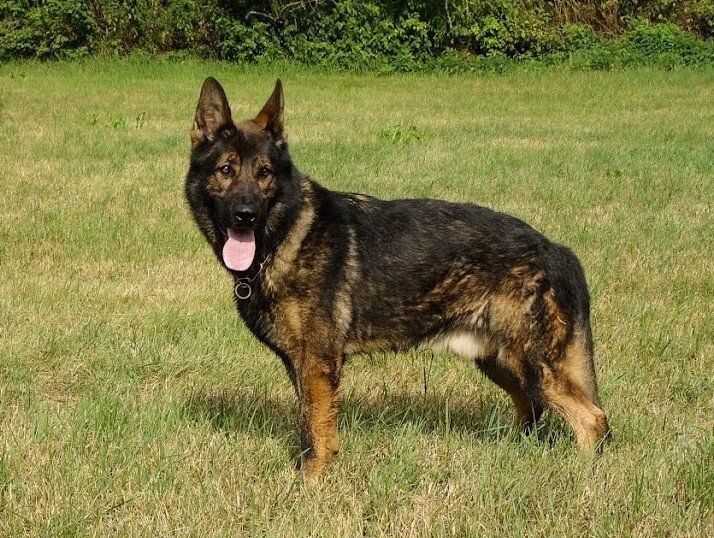 Ostdeutsche schäferhündin mit geradem Rücken in grauer Farbe.