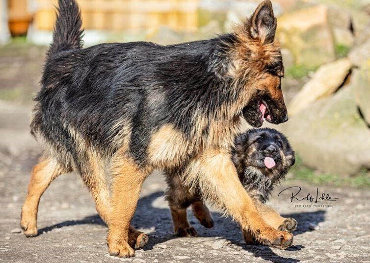 Ein Langstockhaar-Schaferhund in schwarz gelber Farbe. sein gerade Rücken ist sehr gut zu sehen.