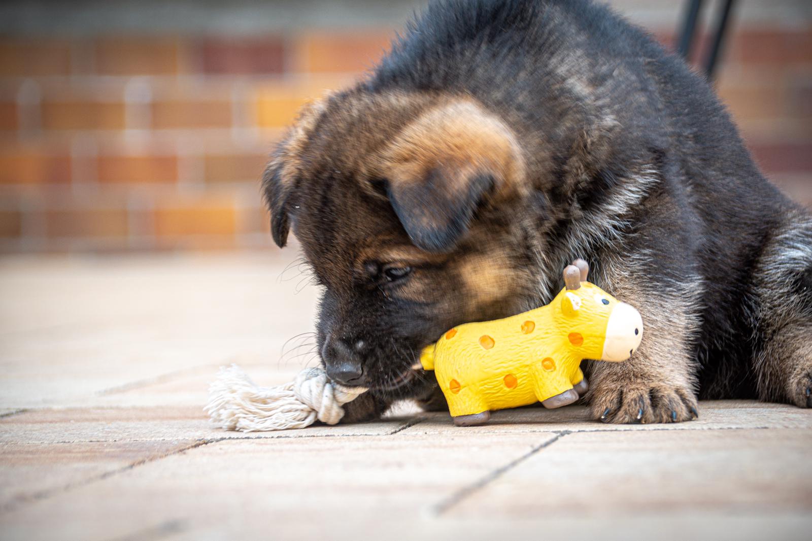 Kräftiger, grauer Schäferhund-Welpe mit Spielzeug.