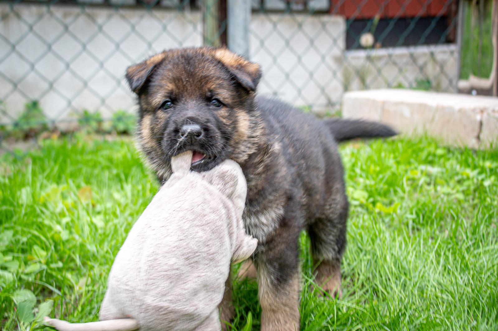 Grauer Schäferhund-Welpe mit Plüschtier.