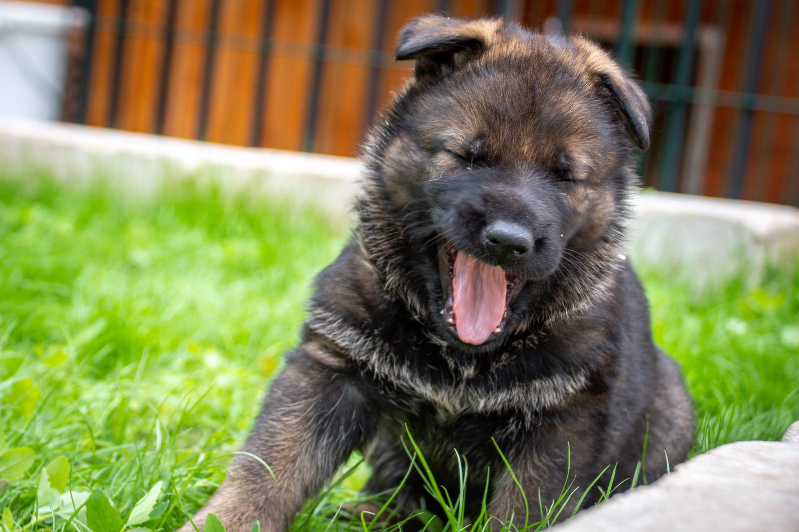 Ein müder grauer Schäferhund-Welpe mit 5 Wochen.