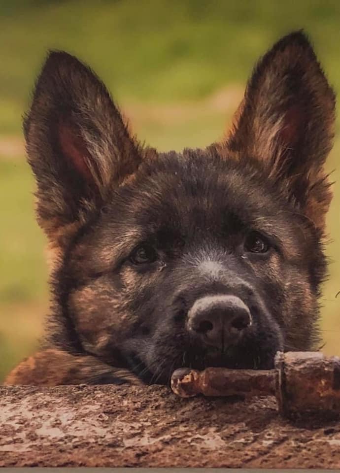 Ein neugieriger grauer Schäferhund-Welpe am Zaun.