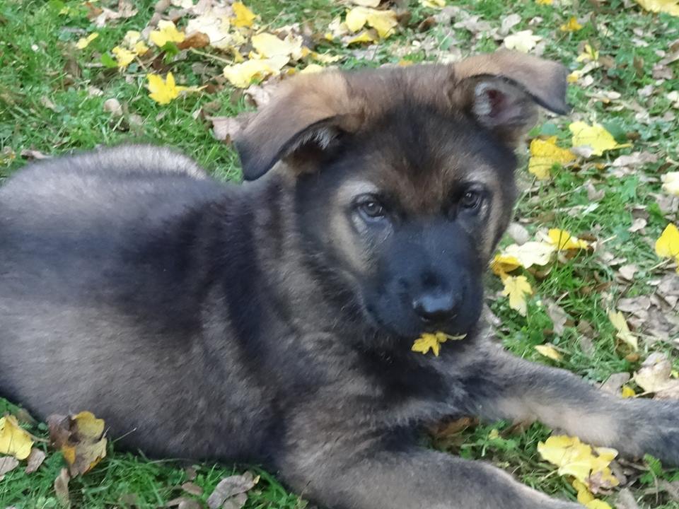 Grau-schwarzer Schäferhund-Welpe.