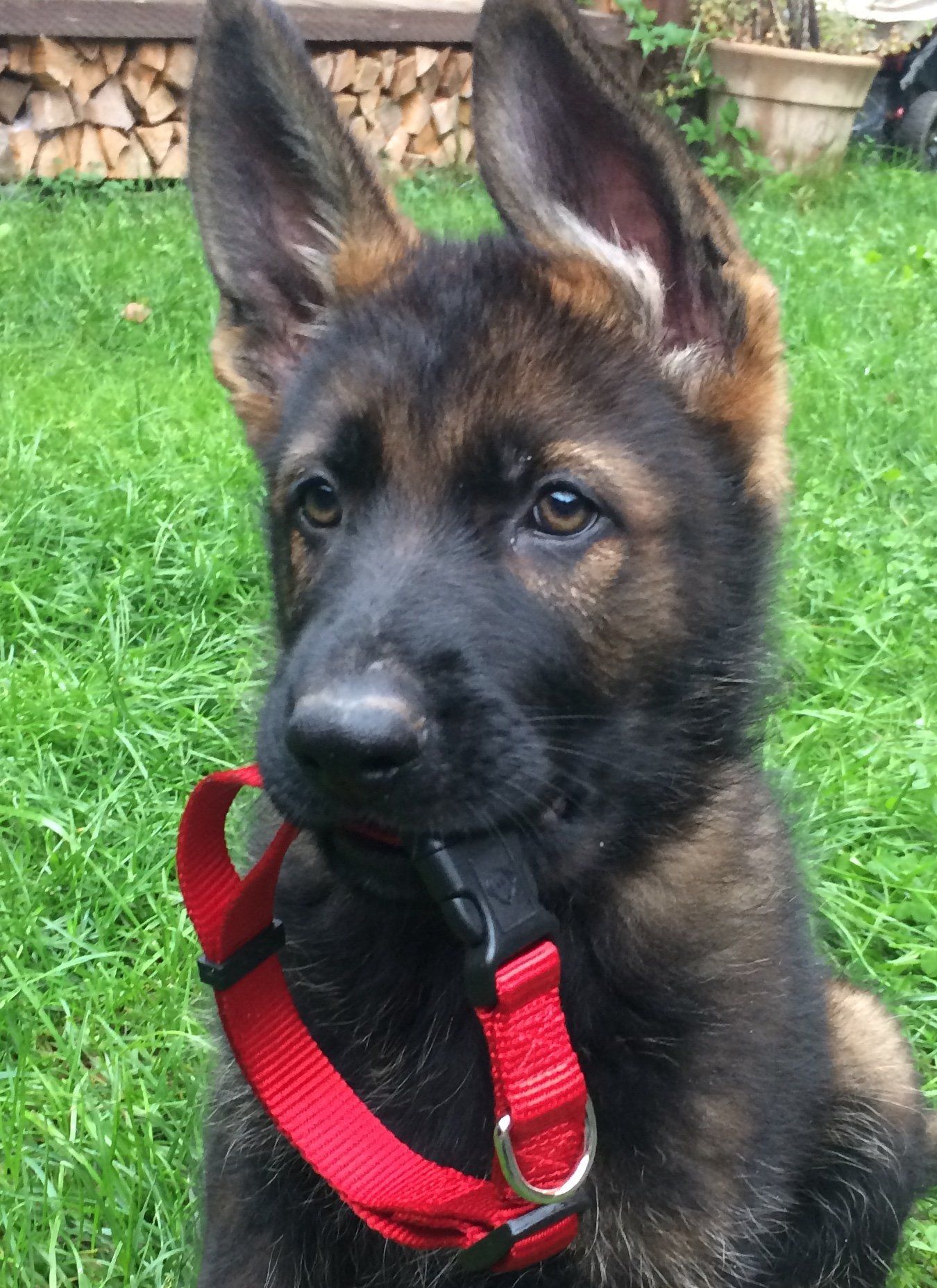 Ein schwarz-brauner Schäferhund-Welpe mit 10 Wochen.