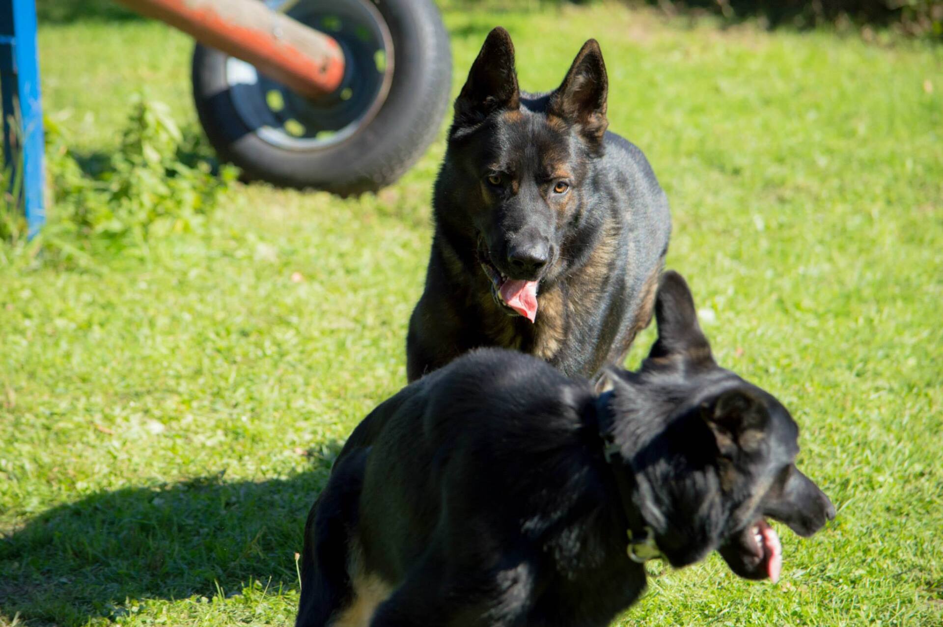 Ein grauer und ein schwarz-brauner Schäferhund beim spielen.
