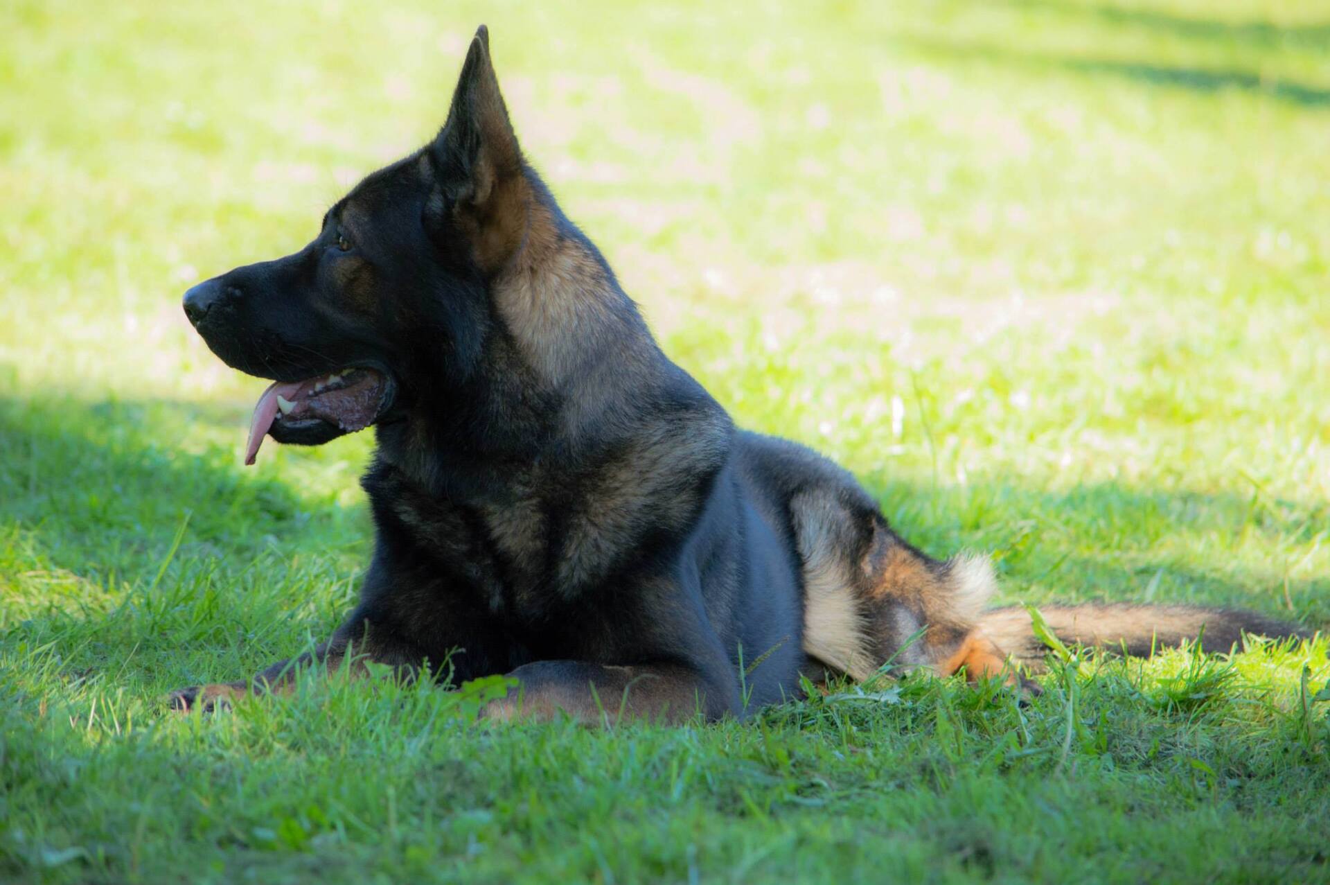 Ein grauer Schäferhund-Rüde liegend mit kräftigen Fang.