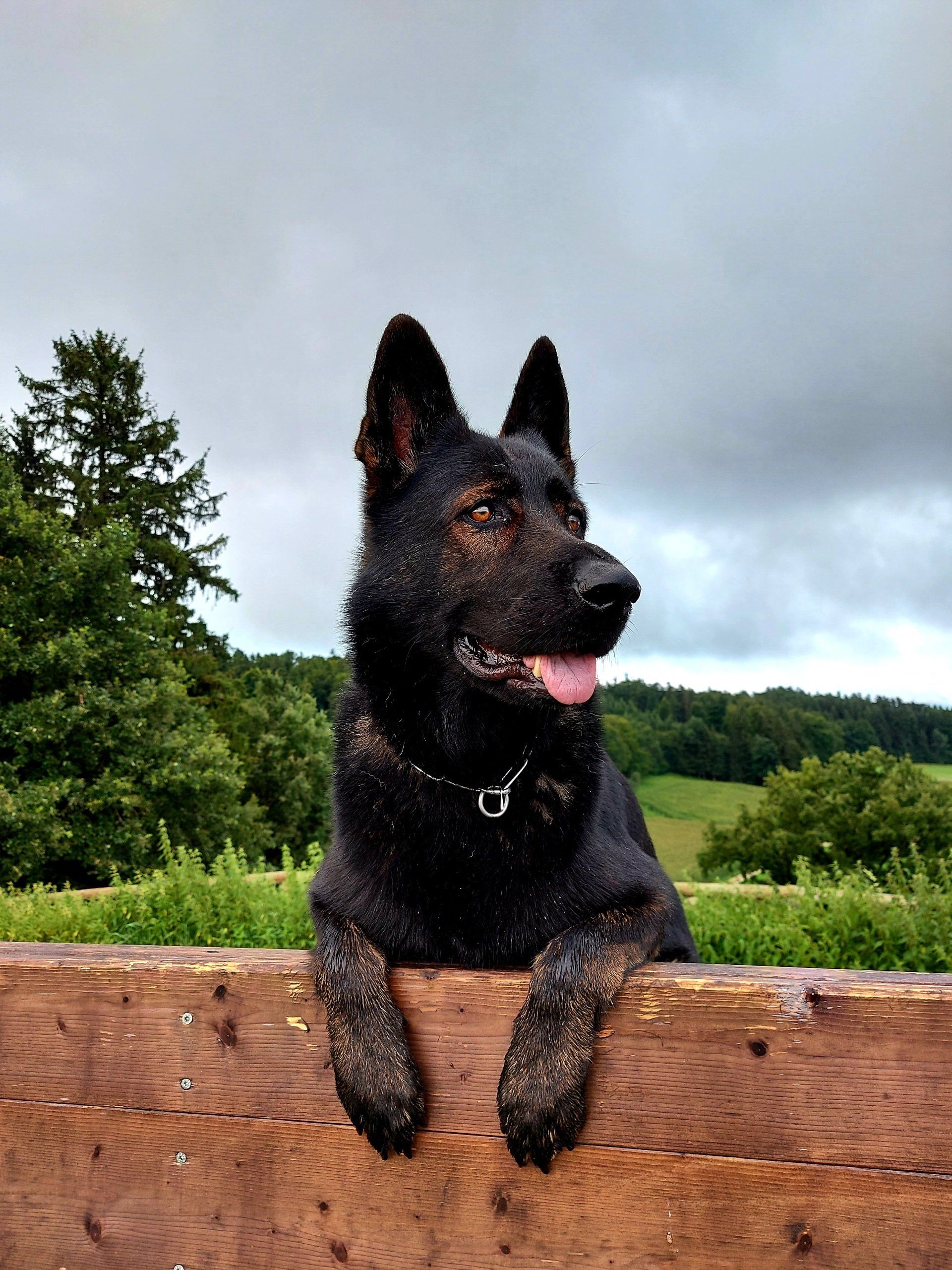Ein grauer Schäferhund-Rüde beim Blick über den Zaun.