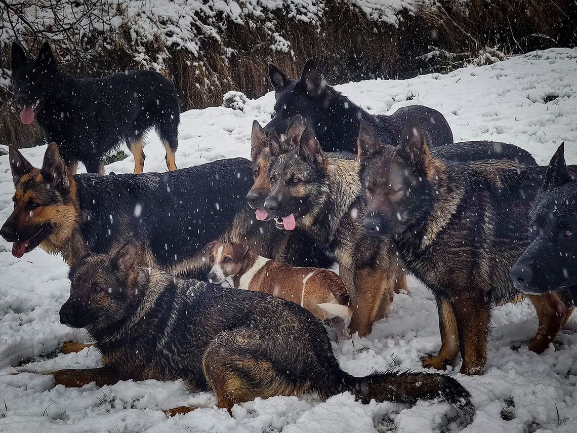 Schäferhunde im Schnee