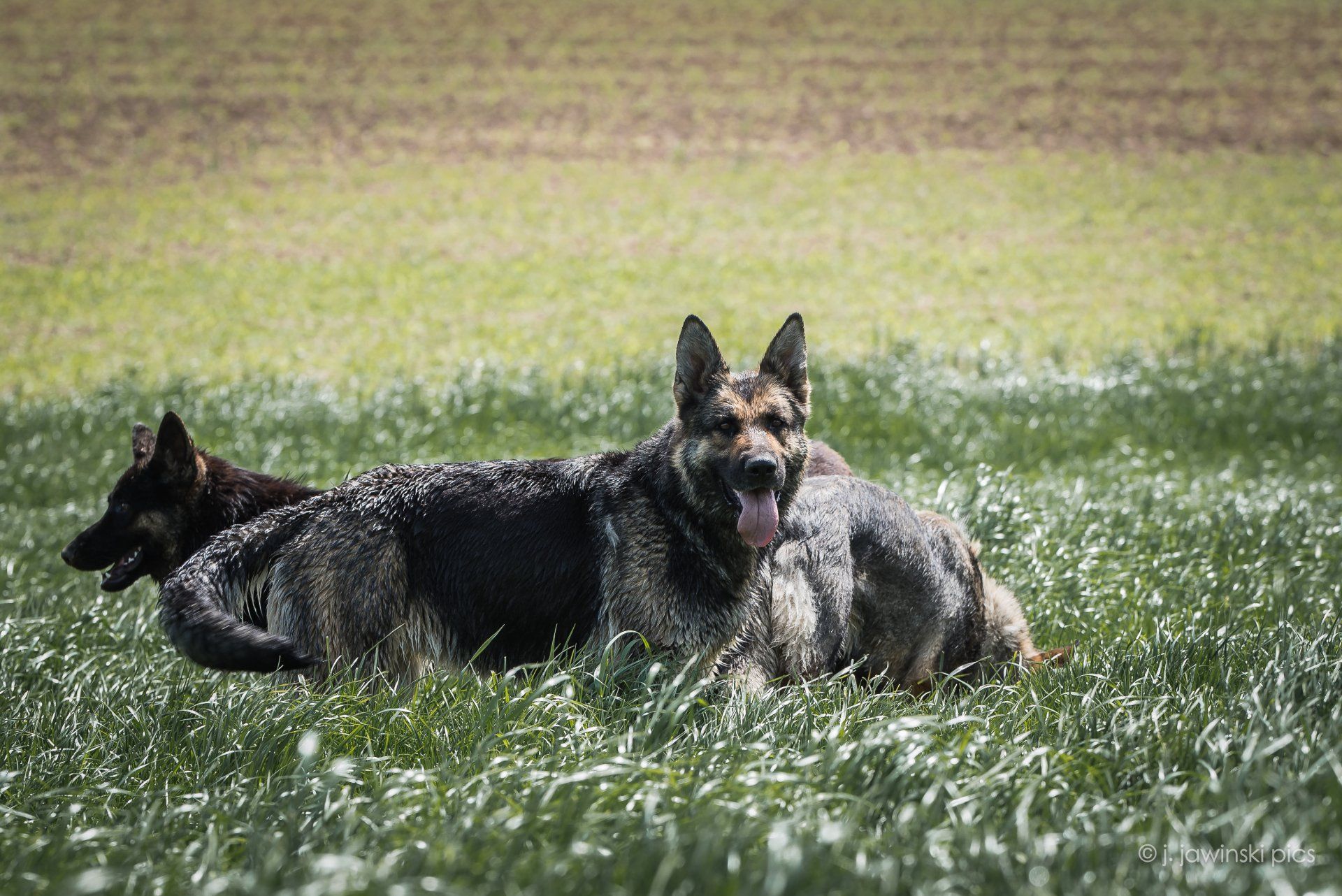 Ein Schäferhund( Hündin) in schwarz-gelber Farbe. Sie ist eine Mischung aus Ost-und-Leistungslinien West.