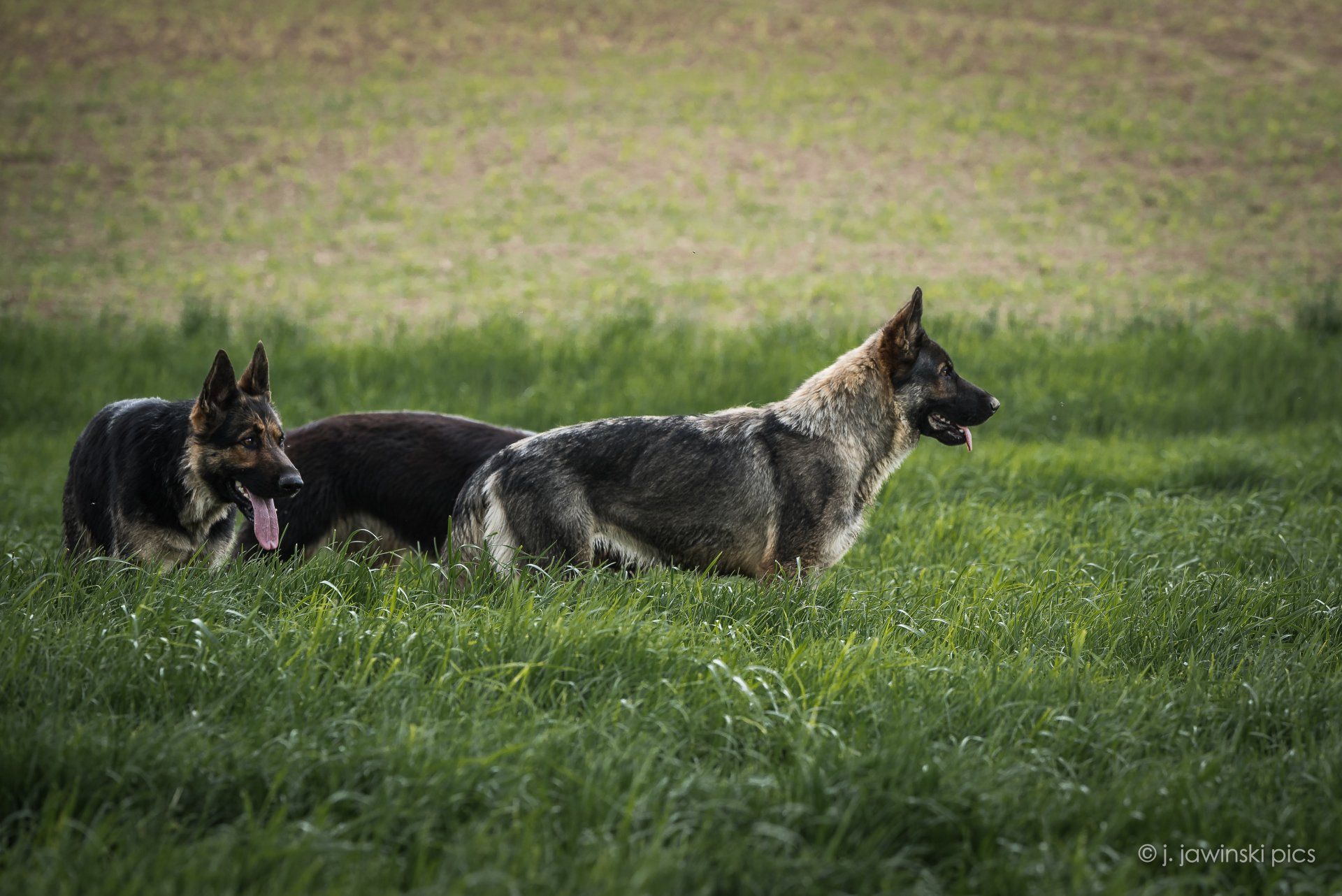 Schäferhunde mit geraden Rücken