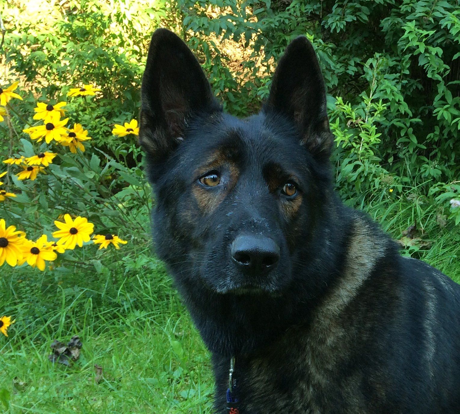 Ein Schäferhund-Rüde in schwarz-braun gewolkt.