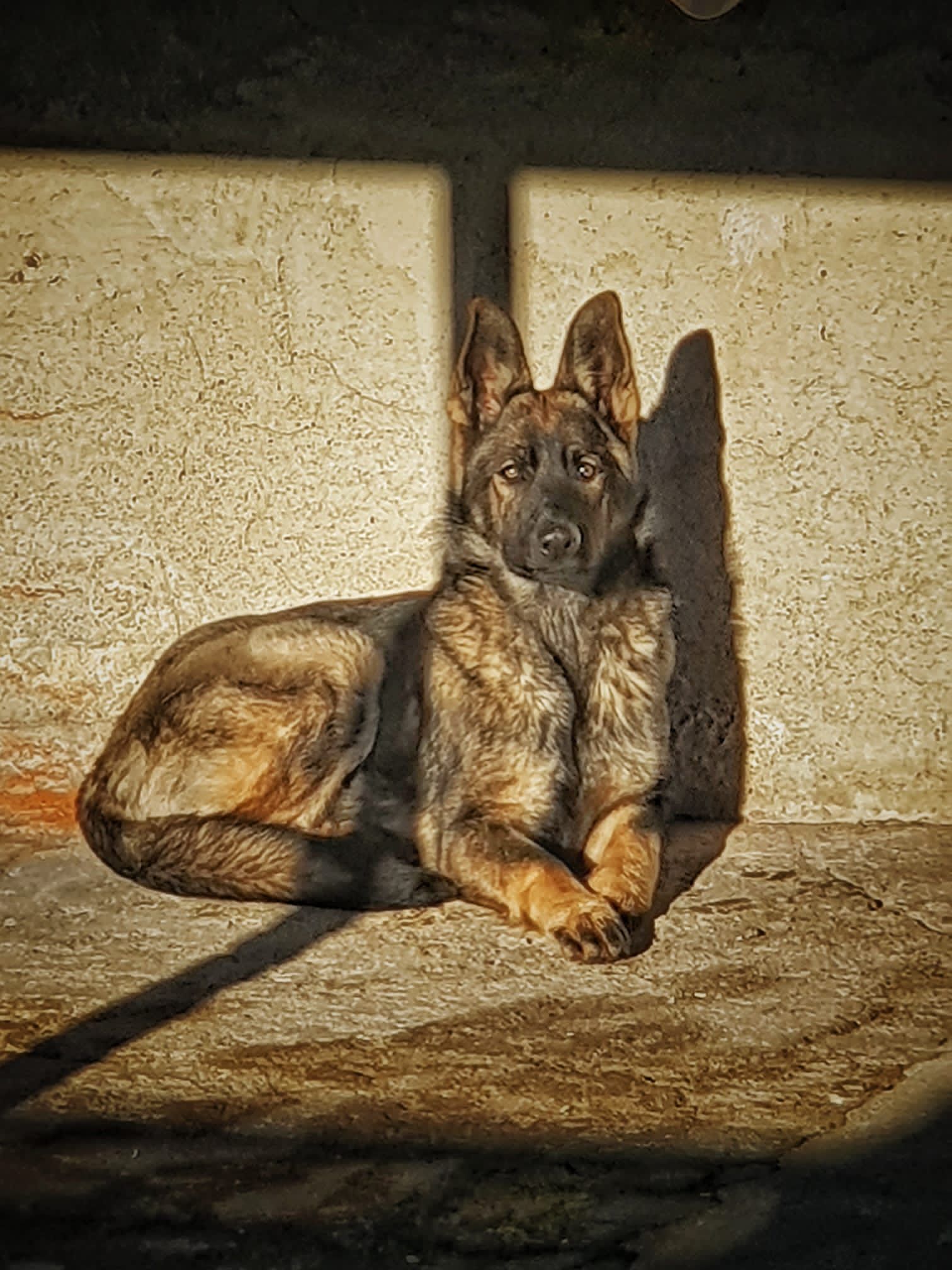 Graue Schäferhündin mit 6 Monaten.