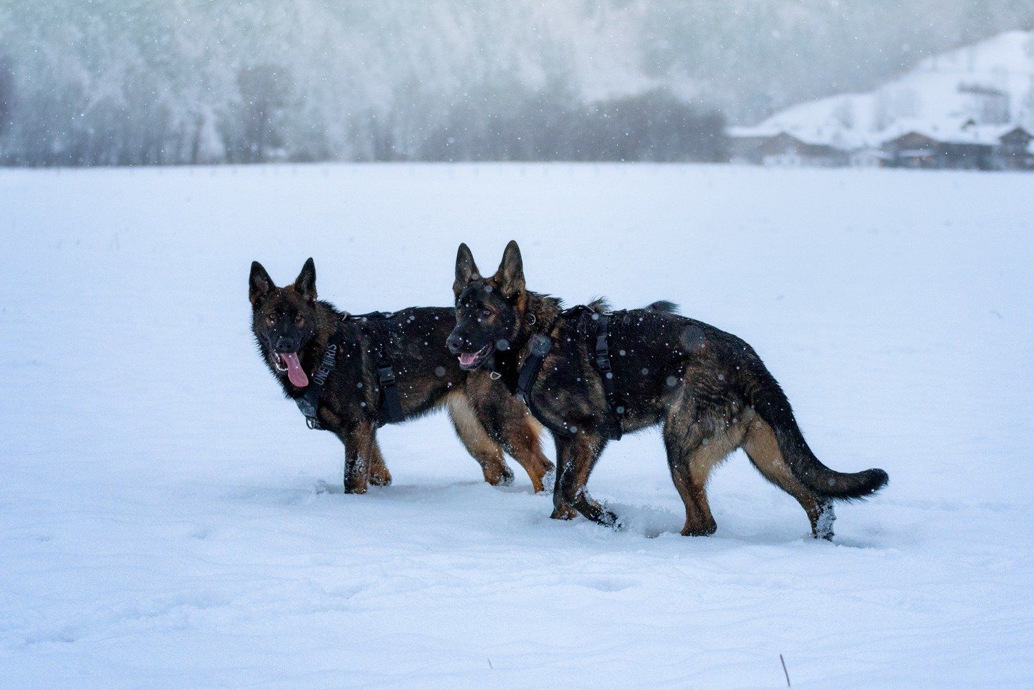 Graue Schäferhunde als Partner auf einen verschneiten Feld.