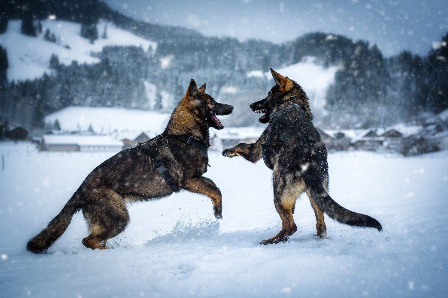 Zwei graue Schäferhunde, zwei Hundekumpels beim spielen.
