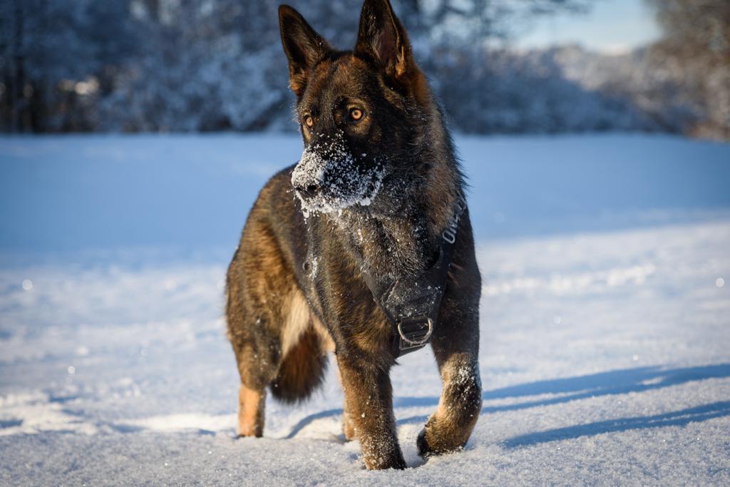 Ein junger grauer Schäferhund im Schnee.
