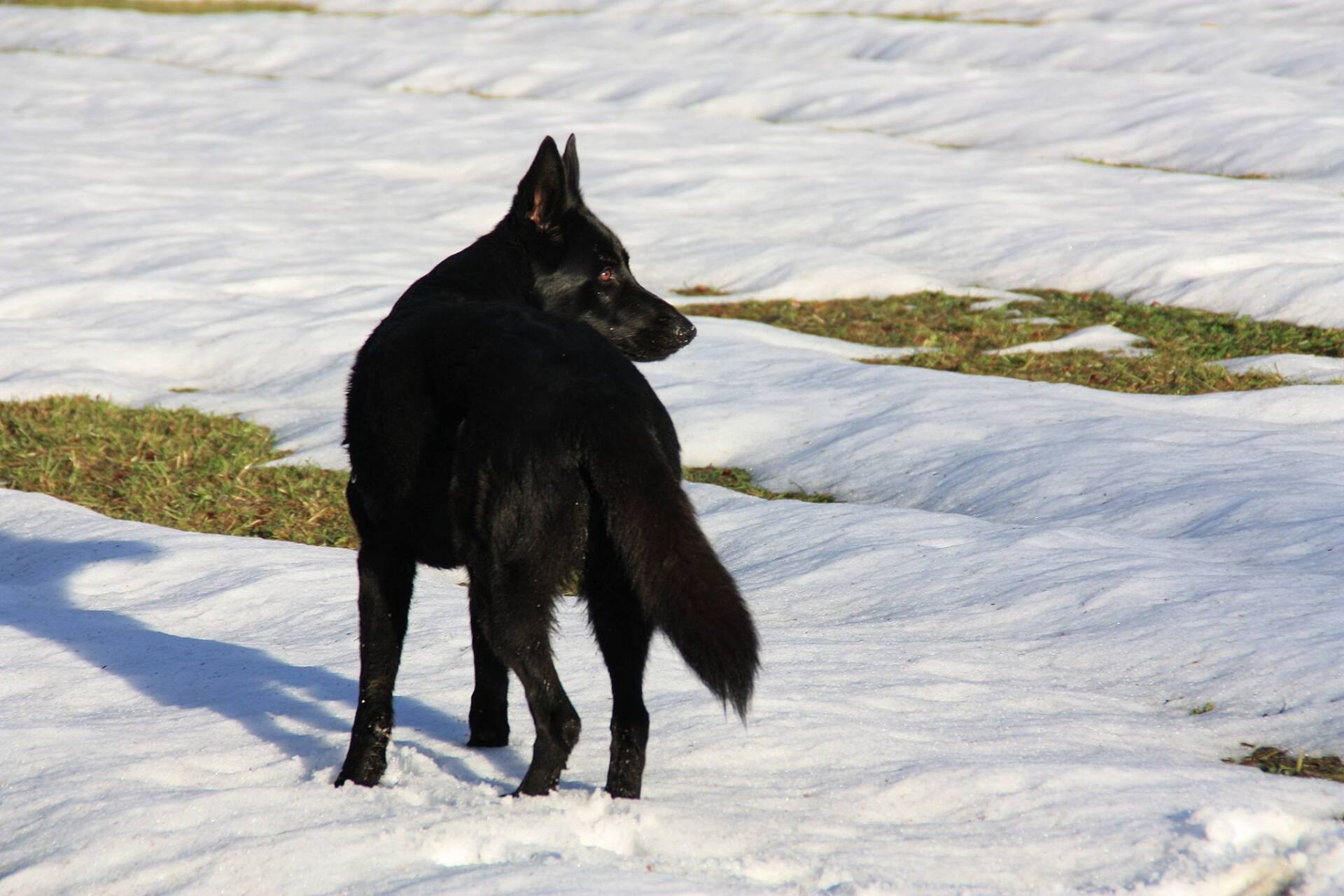 Schwarzer Schäferhund beim wandern im Schnee.