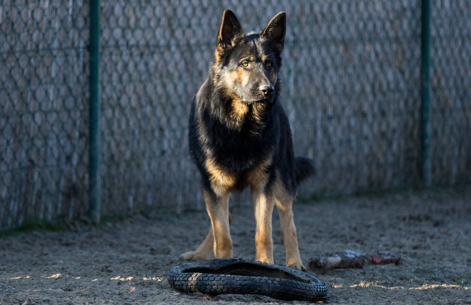 Junger Schäferhund-Rüde in schwarz-gelber Farbe.
