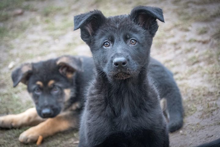 Ein interessierter, neugieriger Schäferhund-Welpe.
