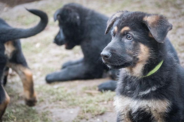 Ein Wurf mit Schäferhunde-Welpen in verschiedenen Farben.