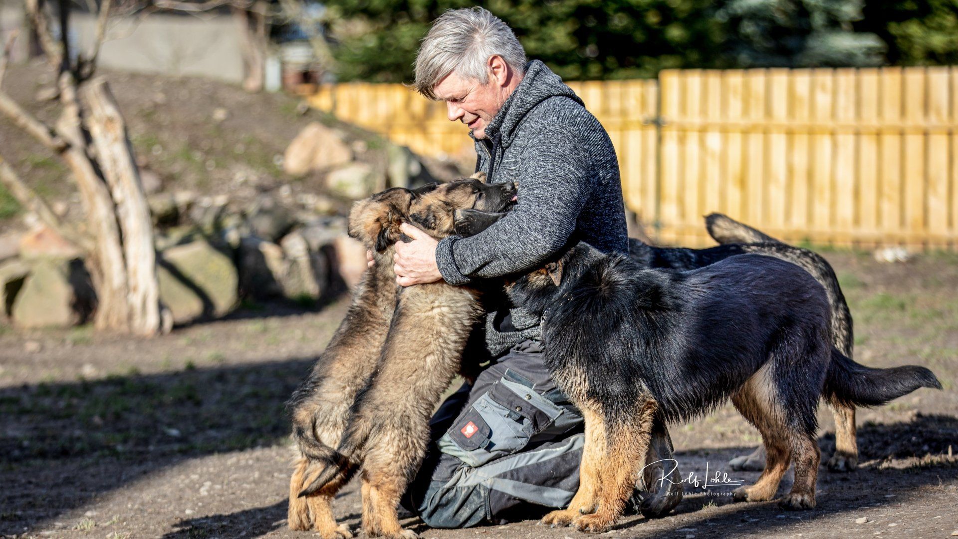 Zwei Schäferhund-welpen und ein Junghund bei kuscheln mit ihrem Besitzer.