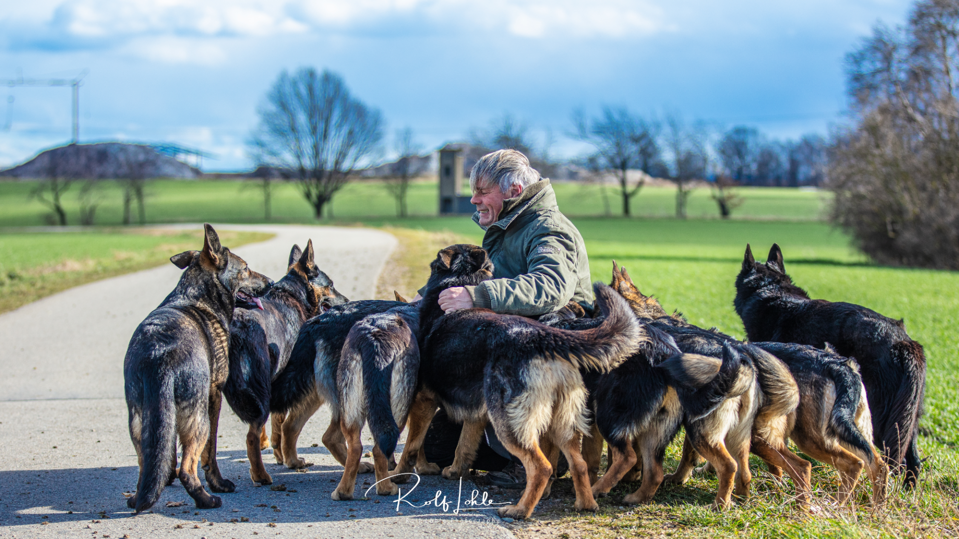 Schäferhunde im Rudel