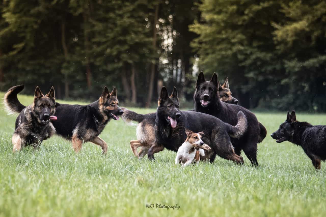 Schäferhunde vom Altenburger Land mit Jack Russel