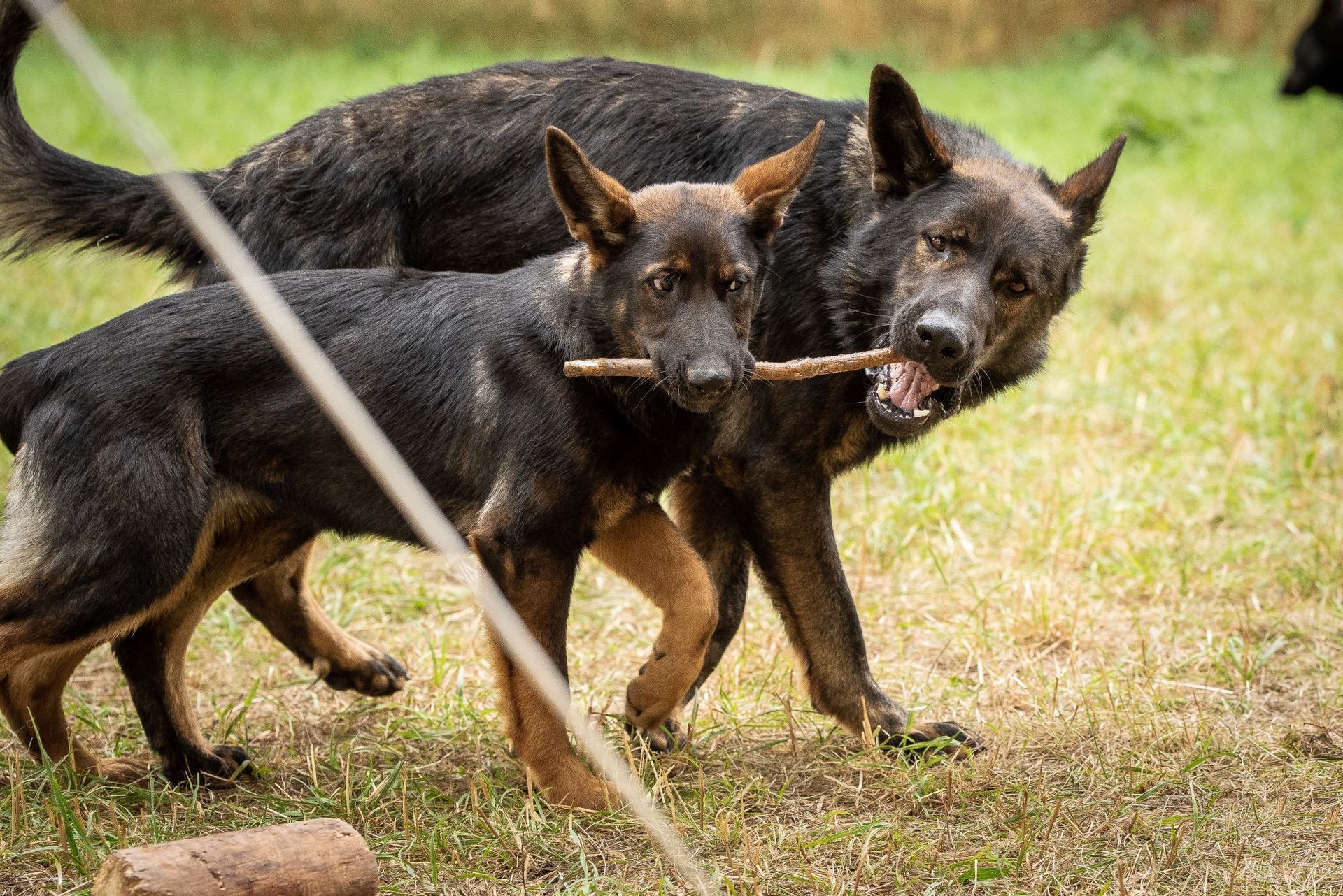 Ostblut-Schäferhunde im Rudel mit ihren Züchtern