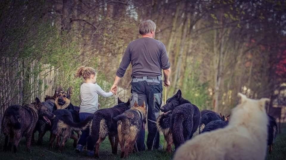 Schäferhunde und Kinder