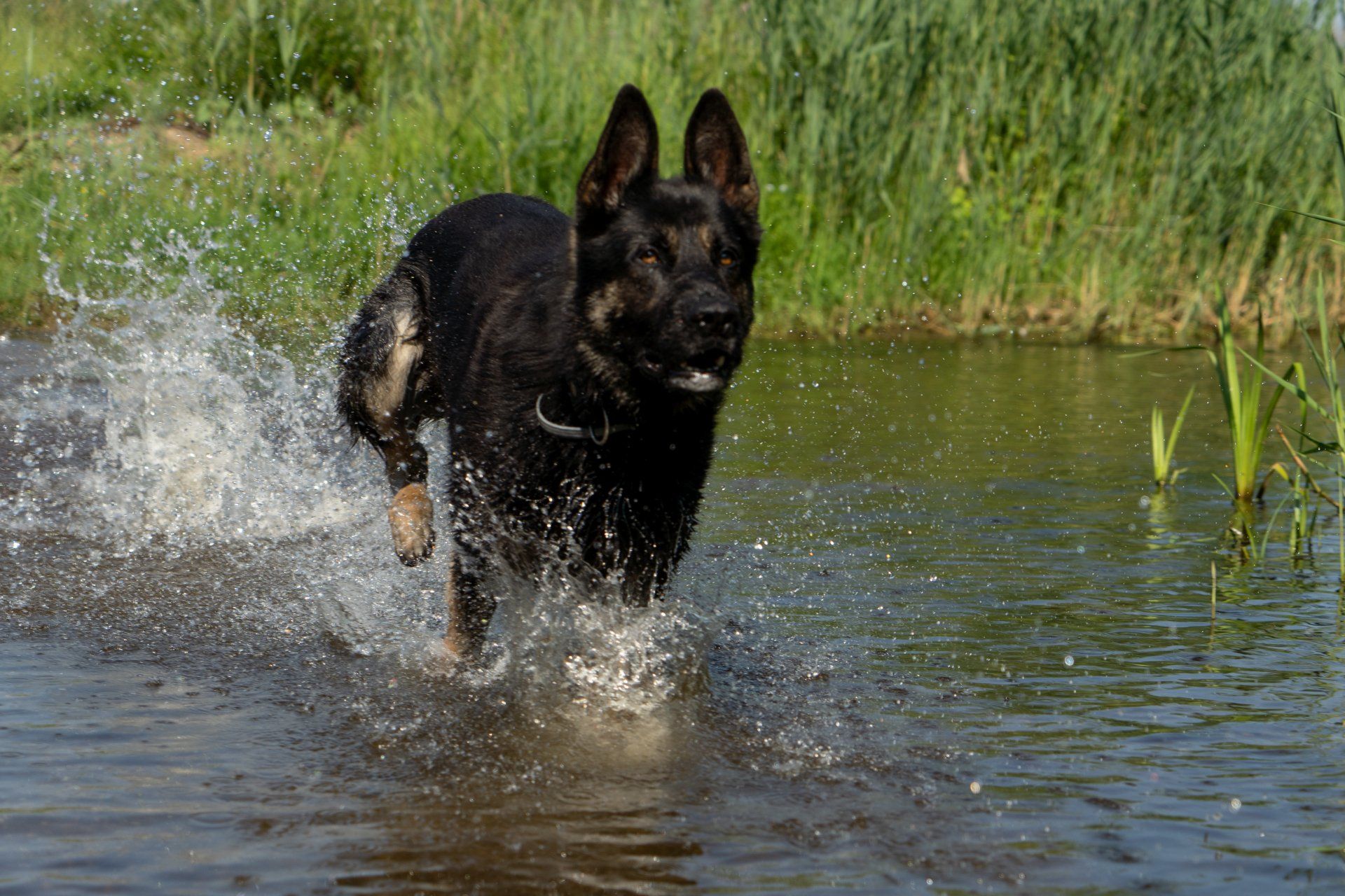 Kräftiger schwarz-brauner Schäferhund (Rüde) im See.