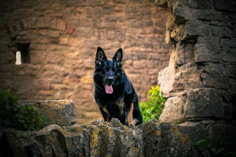 Schwarz-brauner Schäferhund in den bergen.