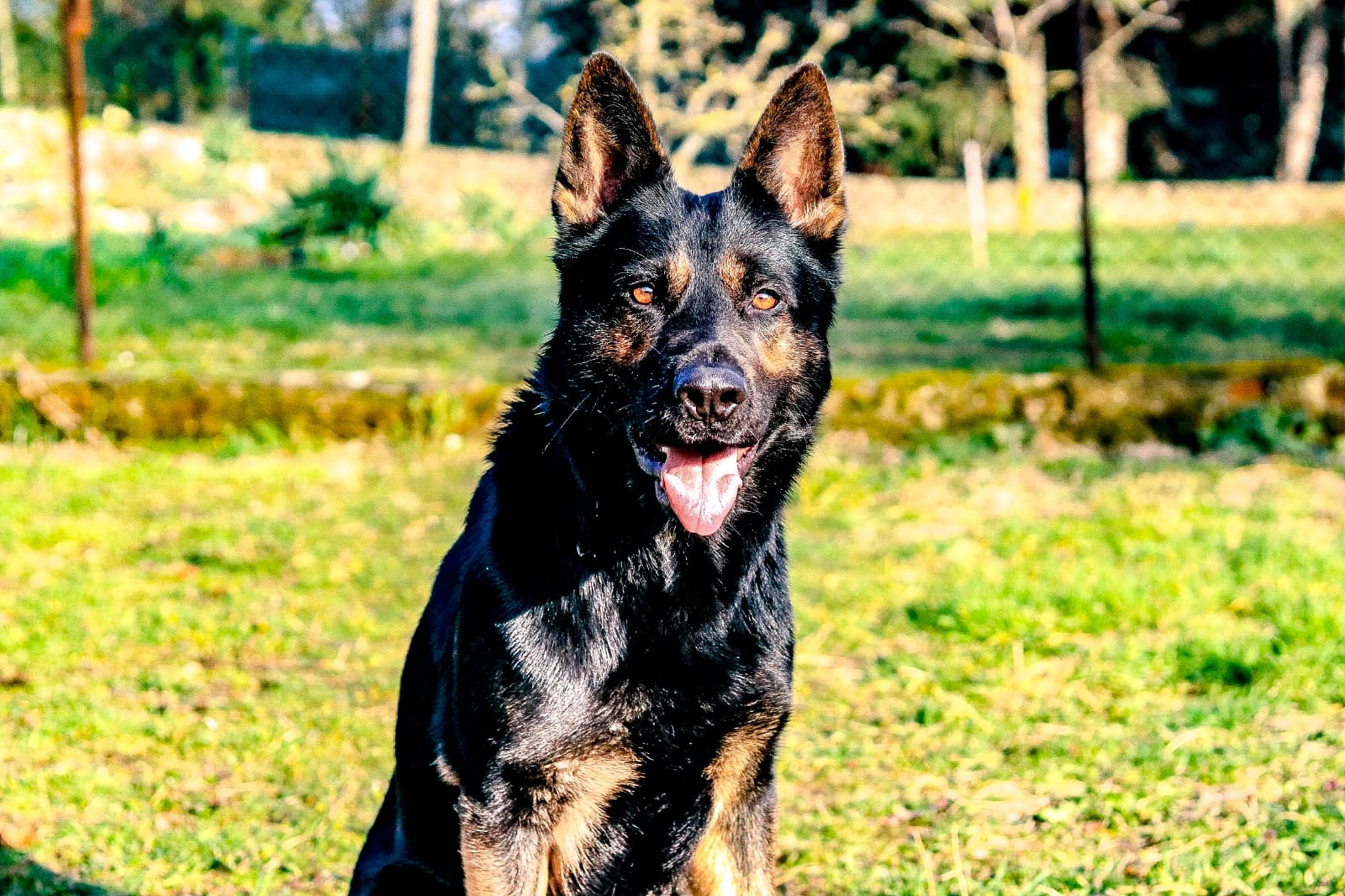 wunderschöner, knochenstarker schwarz-brauner Schäferhund-Rüde.