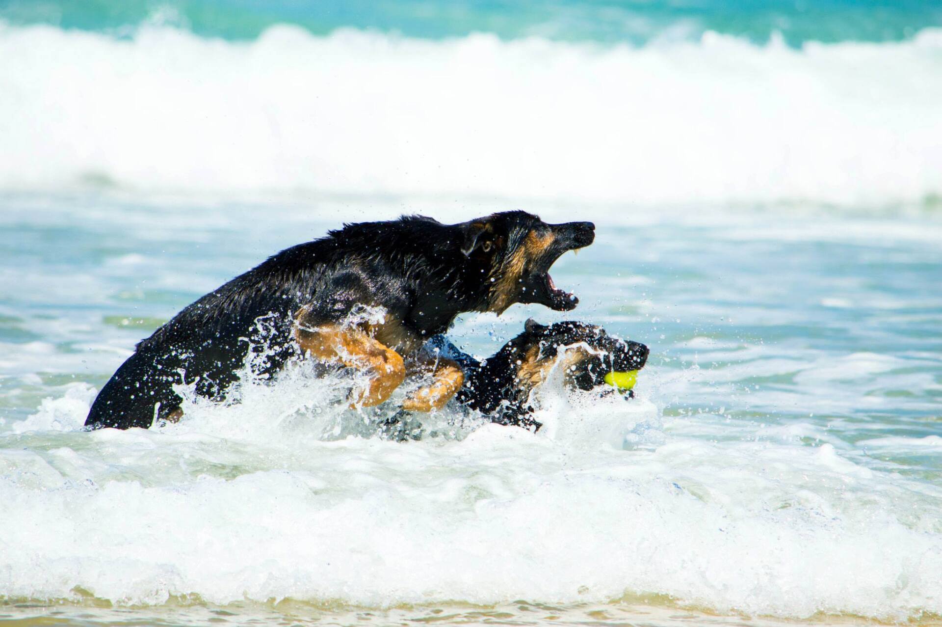 Zwei schwarz-braune Schäferhunde beim schwimmen im Meer.