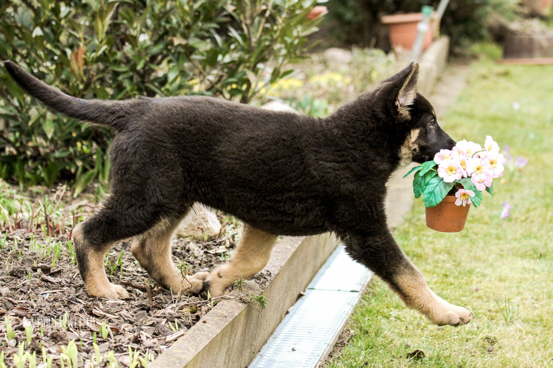 Schäferhundewelpen lieben das spielen und machen eigene Beute.