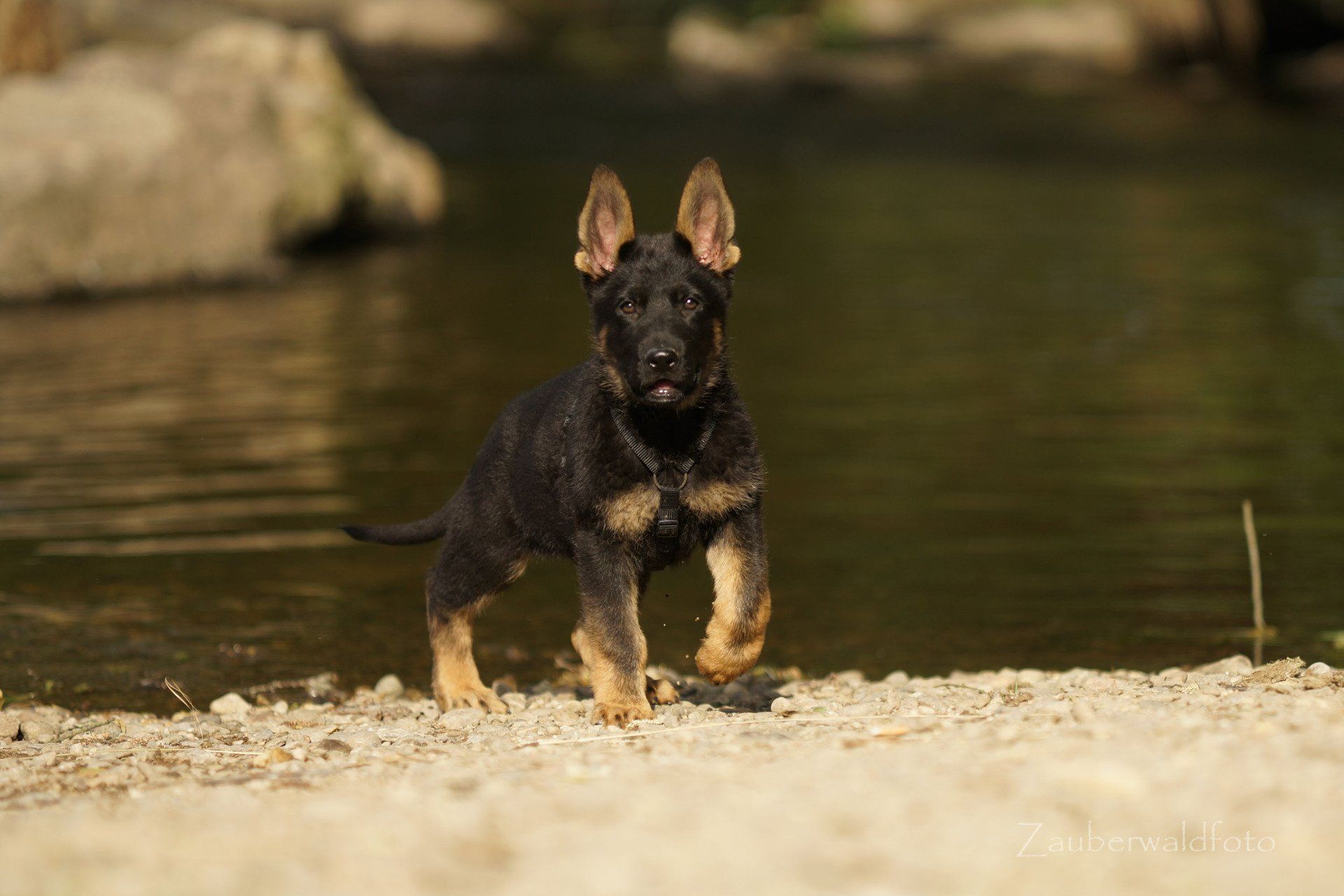 Schwarz-brauner Schäferhund-Welpe am Wasser. Es ist ein Rüde,