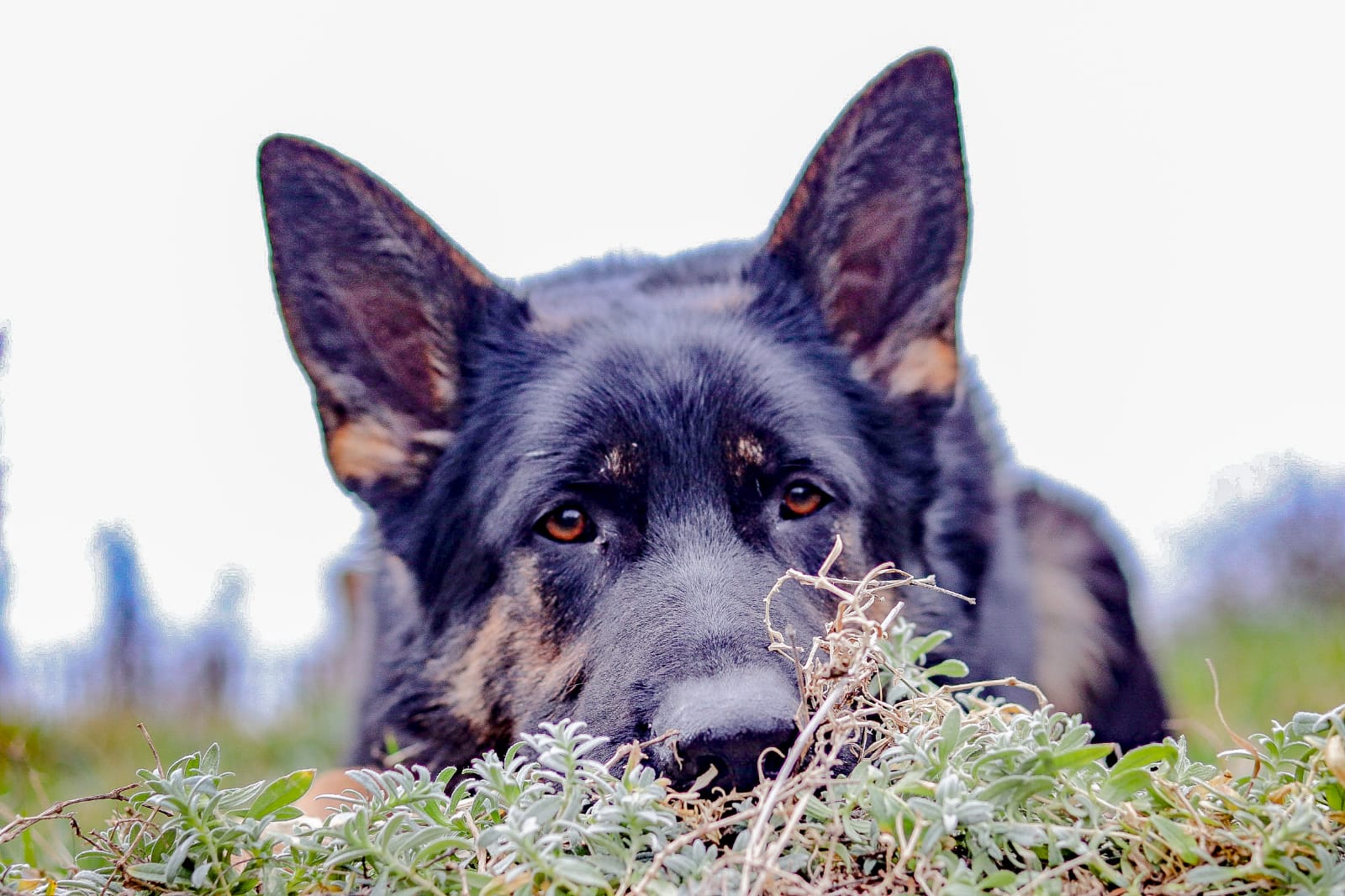 Schwarz-gelber Schäferhund-Welpe mit 5 Monaten.